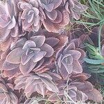 Echeveria gibbiflora 花