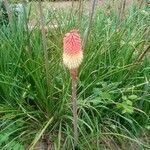 Kniphofia uvariaKwiat