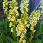 Pedicularis ascendens Flower