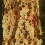 Abarema barbouriana Bark