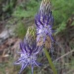 Phyteuma betonicifolium Flor