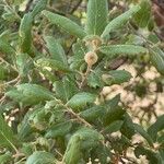 Quercus suber Fruit