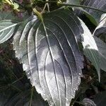 Strobilanthes hamiltoniana List