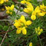 Genista hispanica Blüte