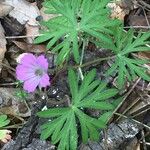 Geranium columbinum Pokrój