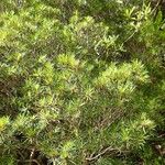 Melaleuca brongniartii Хабит