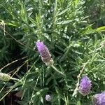 Lavandula dentata 花