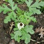 Hibiscus trionumফুল