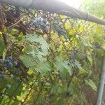 Vitis vulpina 果