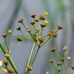 Alisma plantago-aquatica Плод