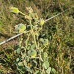 Abutilon pannosum Фрукт