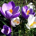 Crocus vernus 花