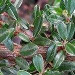 Cotoneaster microphyllus Levél