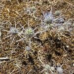 Eryngium creticum ফুল