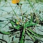 Sonchus maritimus Pokrój