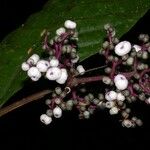 Psychotria microbotrys Otro