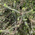 Coris monspeliensis Corteza