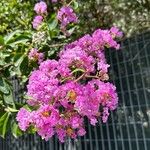 Lagerstroemia speciosa Blatt