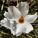 Narcissus serotinus പുഷ്പം