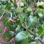 Commiphora madagascariensis Leaf