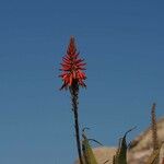 Aloe arborescens Blomst