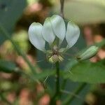 Cleoserrata serrata Λουλούδι