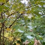 Rosa roxburghii Leaf