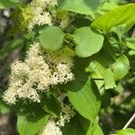 Cornus drummondii Blatt