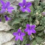 Campanula andrewsii Flower