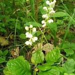 Pyrola elliptica Облик