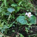 Begonia fischeri Агульны выгляд