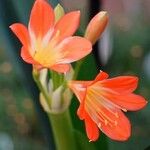 Clivia × cyrtanthiflora Flower