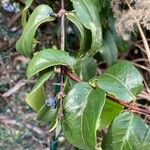 Lonicera acuminata Fruit