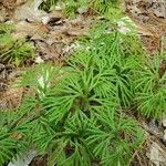 Lycopodium digitatum Elinympäristö