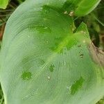 Calla palustris Frunză