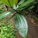 Miconia elata 葉