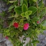 Aptenia cordifolia Flower