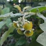 Solanum paniculatum Fruto