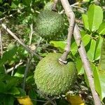 Annona muricataFruit