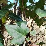 Hedera maroccana Leaf