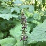 Stachys sylvatica Blomst