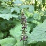 Stachys sylvatica Fleur