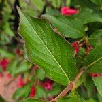 Weigela hortensis Leaf