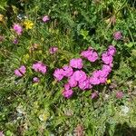 Dianthus alpinus Blomma