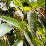 Annona reticulata Frutto