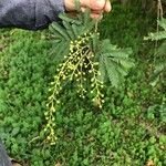 Acacia decurrens Feuille