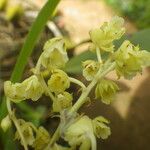 Polystachya odorata Flower