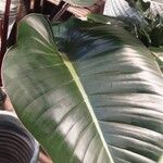 Philodendron erubescens Folla