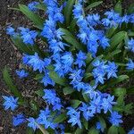 Scilla siberica Flower