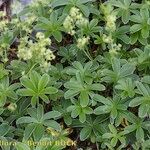 Alchemilla alpigena Vekstform